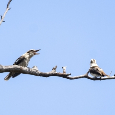 Dacelo novaeguineae (Laughing Kookaburra) at Penrose, NSW - 7 Nov 2022 by Aussiegall