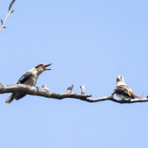 Dacelo novaeguineae (Laughing Kookaburra) at suppressed by Aussiegall