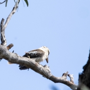 Dacelo novaeguineae at Penrose, NSW - 7 Nov 2022