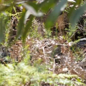 Varanus varius at Penrose, NSW - suppressed