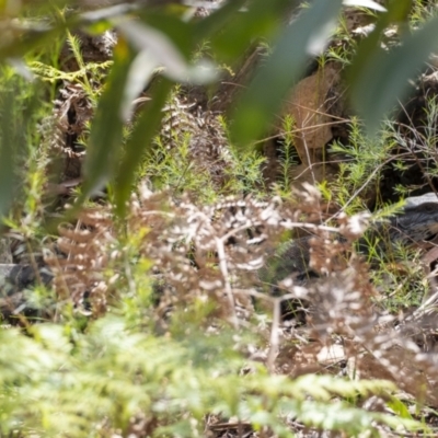 Varanus varius (Lace Monitor) at Penrose - 7 Nov 2022 by Aussiegall