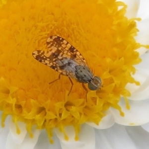 Austrotephritis poenia at Latham, ACT - 3 Nov 2022