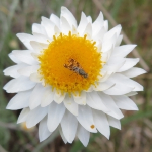 Austrotephritis poenia at Latham, ACT - 3 Nov 2022