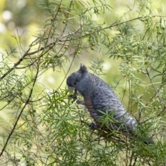 Callocephalon fimbriatum (Gang-gang Cockatoo) at Penrose - 7 Nov 2022 by Aussiegall