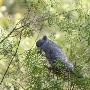 Callocephalon fimbriatum (Gang-gang Cockatoo) at suppressed by Aussiegall