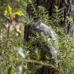 Callocephalon fimbriatum at Penrose, NSW - 7 Nov 2022