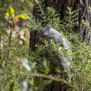 Callocephalon fimbriatum at Penrose, NSW - suppressed