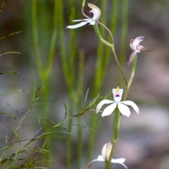 Caladenia moschata (Musky Caps) at Penrose, NSW - 8 Nov 2022 by Aussiegall