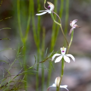 Caladenia moschata (Musky caps) at suppressed by Aussiegall