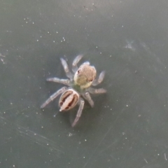 Maratus scutulatus at Flynn, ACT - 8 Nov 2022