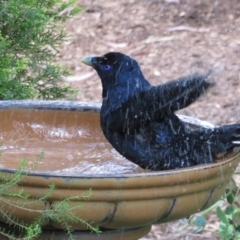 Ptilonorhynchus violaceus (Satin Bowerbird) at Flynn, ACT - 8 Nov 2022 by Christine