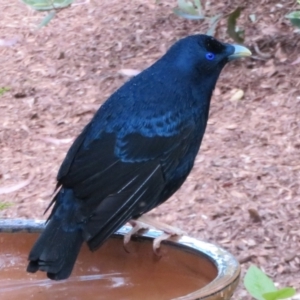 Ptilonorhynchus violaceus at Flynn, ACT - 8 Nov 2022