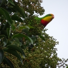 Polytelis swainsonii (Superb Parrot) at Deakin, ACT - 18 Apr 2022 by Minz