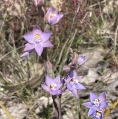 Thelymitra pauciflora (Slender Sun Orchid) at Goorooyarroo NR (ACT) - 9 Nov 2022 by JVR