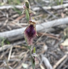 Calochilus platychilus (Purple Beard Orchid) at Bruce, ACT - 4 Nov 2022 by JVR