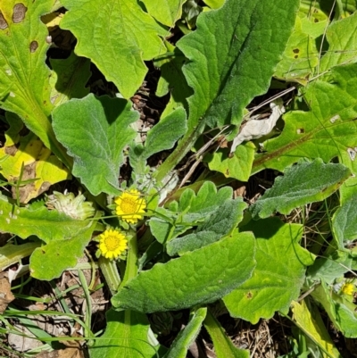 Cymbonotus sp. (preissianus or lawsonianus) (Bears Ears) at Symonston, ACT - 9 Nov 2022 by Mike