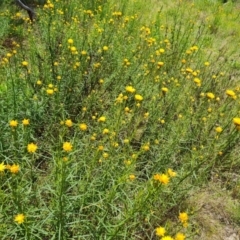 Xerochrysum viscosum (Sticky Everlasting) at Symonston, ACT - 9 Nov 2022 by Mike