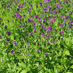 Echium plantagineum at Symonston, ACT - 9 Nov 2022