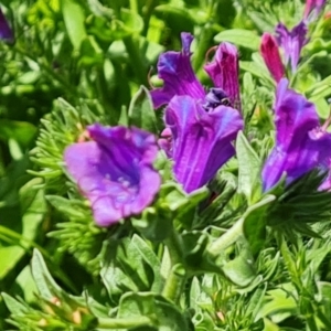 Echium plantagineum at Symonston, ACT - 9 Nov 2022