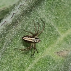 Oxyopes (genus) (Lynx spider) at Symonston, ACT - 9 Nov 2022 by Mike