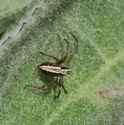 Oxyopes sp. (genus) (Lynx spider) at Mount Mugga Mugga - 9 Nov 2022 by Mike
