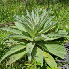 Verbascum thapsus subsp. thapsus (Great Mullein, Aaron's Rod) at Symonston, ACT - 9 Nov 2022 by Mike