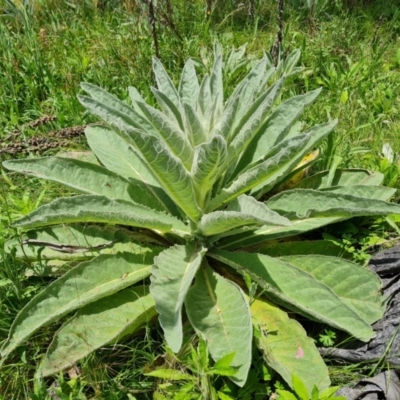 Verbascum thapsus subsp. thapsus (Great Mullein, Aaron's Rod) at Mount Mugga Mugga - 9 Nov 2022 by Mike