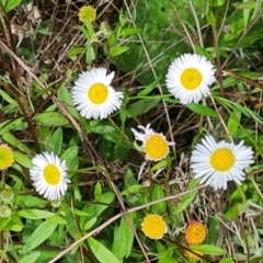 Erigeron karvinskianus (Seaside Daisy) at Symonston, ACT - 9 Nov 2022 by Mike