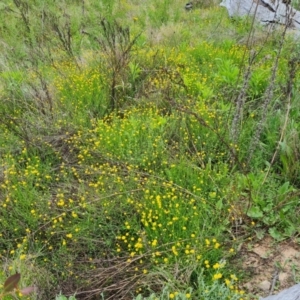 Calotis lappulacea at Symonston, ACT - 9 Nov 2022