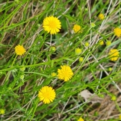 Calotis lappulacea at Symonston, ACT - 9 Nov 2022