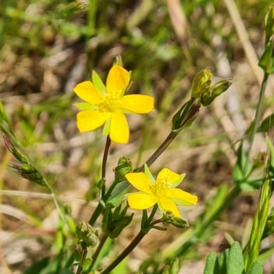 Hypericum gramineum (Small St Johns Wort) at Mount Mugga Mugga - 9 Nov 2022 by Mike