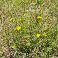 Hypericum gramineum at Symonston, ACT - 9 Nov 2022