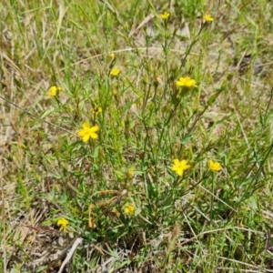 Hypericum gramineum at Symonston, ACT - 9 Nov 2022