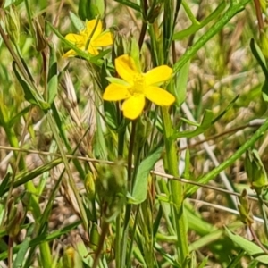 Hypericum gramineum at Symonston, ACT - 9 Nov 2022 11:54 AM