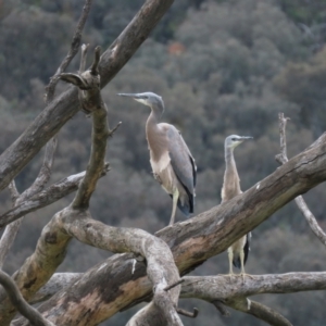 Egretta novaehollandiae at Jerrabomberra, ACT - 6 Nov 2022 12:52 PM