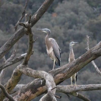 Egretta novaehollandiae (White-faced Heron) at Jerrabomberra, ACT - 6 Nov 2022 by AndyRoo