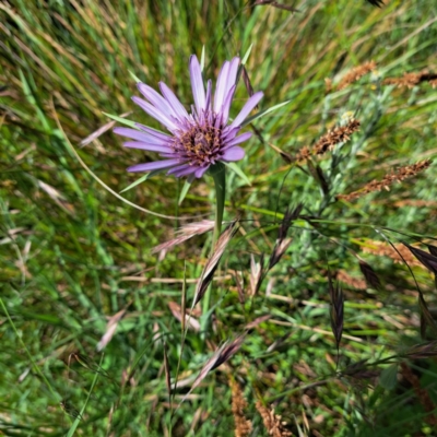 Tragopogon porrifolius subsp. porrifolius (Salsify, Oyster Plant) at Watson Green Space - 8 Nov 2022 by abread111