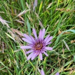 Tragopogon porrifolius subsp. porrifolius at Watson, ACT - 9 Nov 2022 10:38 AM