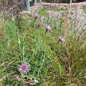 Tragopogon porrifolius subsp. porrifolius at Watson, ACT - 9 Nov 2022 10:38 AM