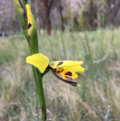 Diuris sulphurea (Tiger Orchid) at Mount Majura - 8 Nov 2022 by JochenZeil