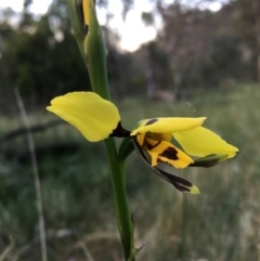 Diuris sulphurea at Hackett, ACT - 8 Nov 2022