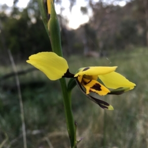 Diuris sulphurea at Hackett, ACT - suppressed