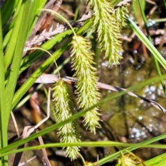 Carex fascicularis (Tassel Sedge) at Watson, ACT - 9 Nov 2022 by abread111