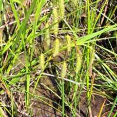 Carex fascicularis at Watson, ACT - 9 Nov 2022 10:41 AM