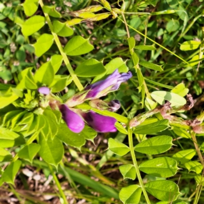 Vicia sativa (Common Vetch) at Watson, ACT - 9 Nov 2022 by abread111