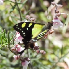 Graphium macleayanum (Macleay's Swallowtail) at ANBG - 9 Nov 2022 by HelenCross