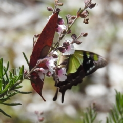 Graphium macleayanum at Acton, ACT - 9 Nov 2022