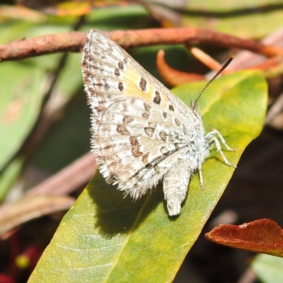 Lucia limbaria (Chequered Copper) at Acton, ACT - 9 Nov 2022 by HelenCross