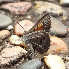 Lucia limbaria at Acton, ACT - 9 Nov 2022 01:15 PM