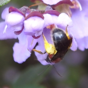 Lasioglossum (Callalictus) callomelittinum at Acton, ACT - 9 Nov 2022